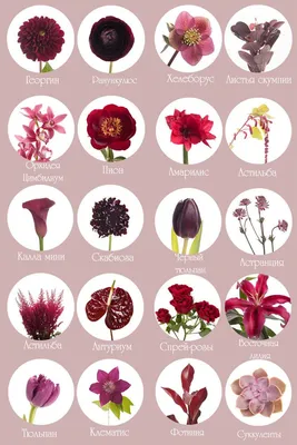 Цветы для букетов: лучшие изображения в Full HD