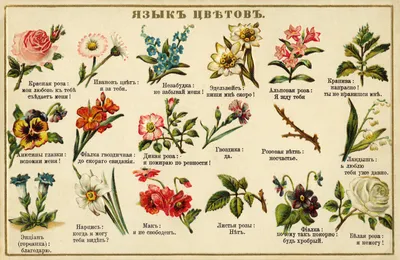 Фотки цветов для букетов: украшение вашего дома