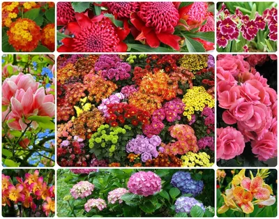 2024 фото цветов для букетов: свежие идеи для ваших композиций