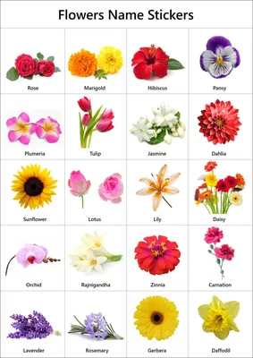 Радуга цветов: Впечатляющий букет из названия Цветы для букетов