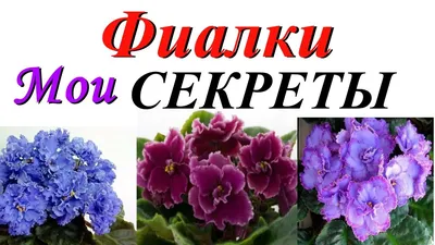 Цветущая симфония: фото цветов фиалки