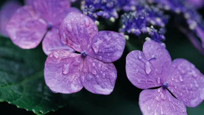Фиалки – королевы цветов: лучшие снимки