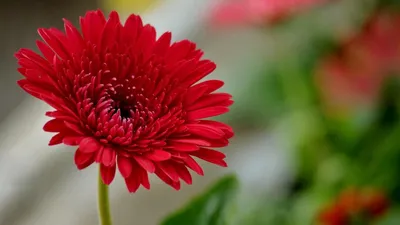 Роскошные цветы герберы: идеальное украшение для сада