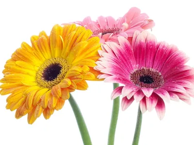 Фотка герберы: нежные цветы во всей красе