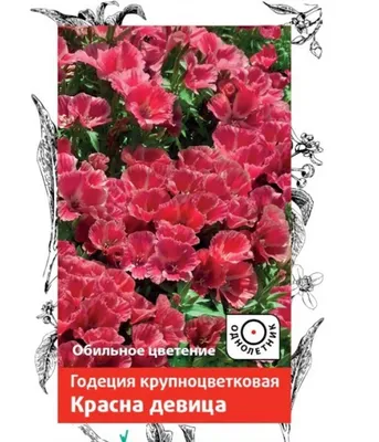 Фотографированные цветы годеции: картина на вашем мониторе