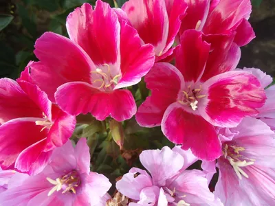 Фотографии цветов годеции: скачать бесплатно в хорошем качестве