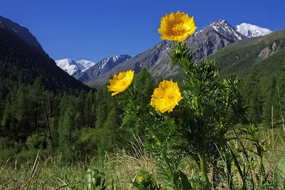 Фотогалерея Цветы горного алтая: богатство оттенков и форм.