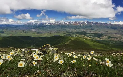 Великолепие цветов горного Алтая, запечатленное в фото