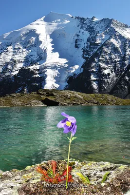 Интригующие краски: цветы горного Алтая на фото