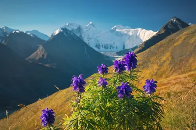Очарование природы: цветы горного Алтая в фотографиях