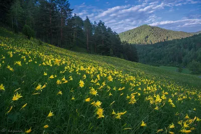 Фотографии, запечатлевшие красоту цветов горного Алтая