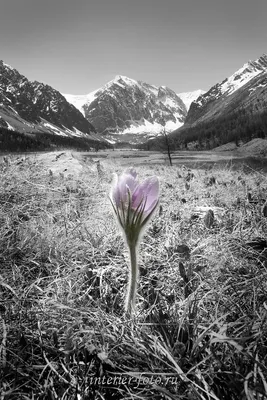 Путешествие в мир цветов: фото с горного Алтая