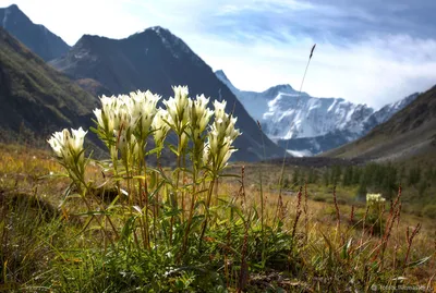 Уникальные цветочные ансамбли на фото с горного Алтая