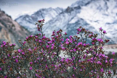 Роскошные цветы горного Алтая на фотографиях