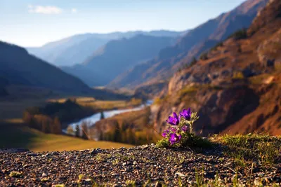 Путешествие в цветочное царство: фото с горного Алтая