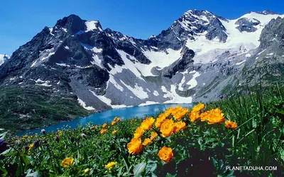 Фотографии красивых цветов горного алтая