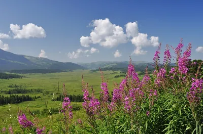 Фотка Цветы горного алтая 2024 года