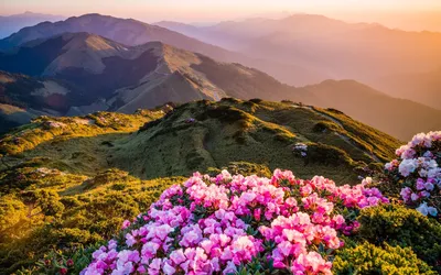 Фото Цветы горного алтая для скачивания