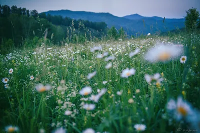 Фотки цветов горного алтая: прекрасные моменты в фотографиях