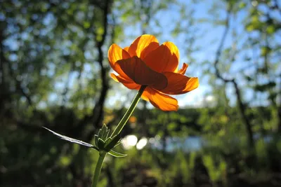 Цветущая симфония алтайских цветов: природное чудо