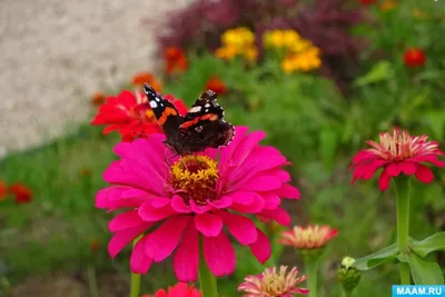 Фото и фоны с цветами и бабочками: бесплатная коллекция в Full HD качестве