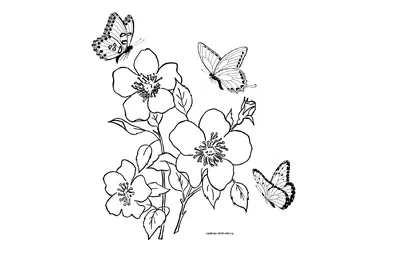 Картинка цветов и бабочек в 4K качестве