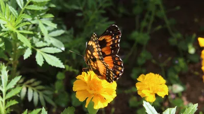 Фотографии цветов и бабочек в формате gif