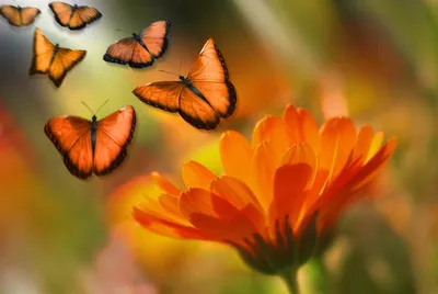 Прекрасные цветы и изящные бабочки: фотка на iPhone, чтобы подчеркнуть стиль