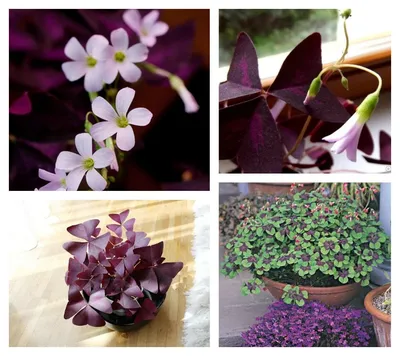 Оживи свой экран: фотографии цветов и бабочек на андроид