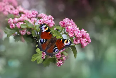 Цветочные композиции и феи-бабочки: обои на телефон в формате 4K