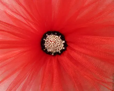 Фатиновое вдохновение: Удивительные цветочные ансамбли в фотографиях
