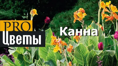 Очарование канн: загадочная привлекательность