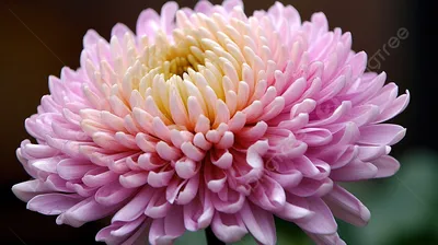 Цветочная красота: бесплатные фото хризантем для вашего удовольствия