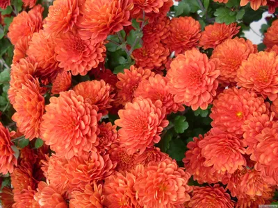 Красота природы: Цветы хризантемы во всей своей великолепной красе