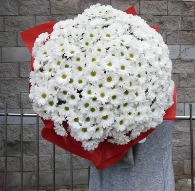 Прекрасные цветы хризантемы на фото: Погрузитесь в феерию красок