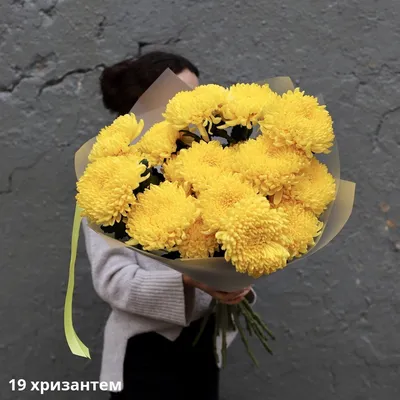 Фотографии цветов хризантемы: Воплотите свои мечты в цветах
