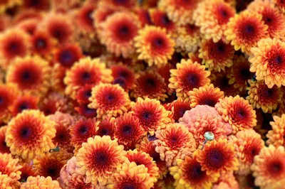 Цветочное удовольствие: Уникальные фотографии цветов хризантемы