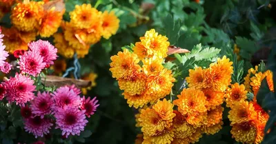 Погрузитесь в радугу: Фотографии цветов хризантемы