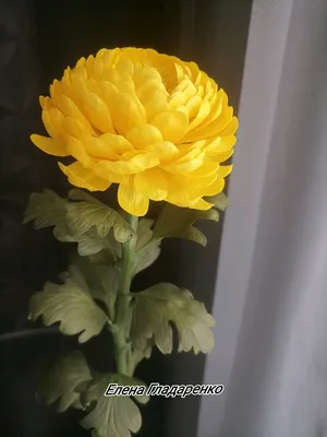 Фото цветов хризантемы в HD качестве