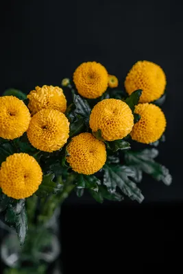 Коллекция цветов: фото хризантем в разных размерах и форматах