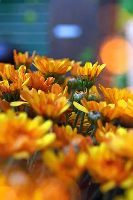Скачать фотографии хризантемы бесплатно