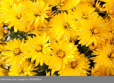 Фото на айфон: качественное изображение хризантемы для iOS