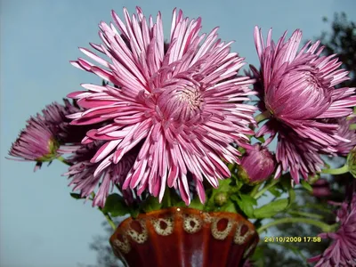 Фон хризантемы: красивое изображение цветка на заднем фоне