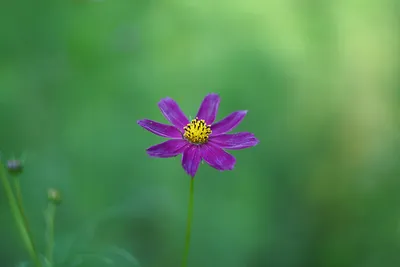 Великолепие Цветов космеи, запечатленное на фото