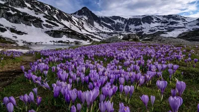 Цветы крокусы: впечатляющие фотографии в Full HD