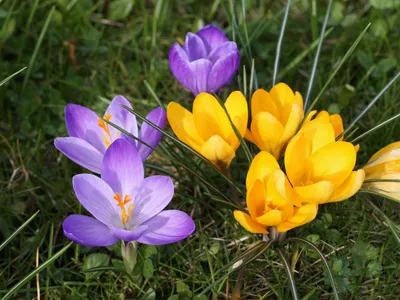 Цветовое разнообразие: Фото цветов крокусов