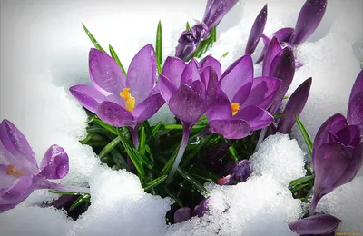 Первые вестники весны: Красивые цветы крокусы