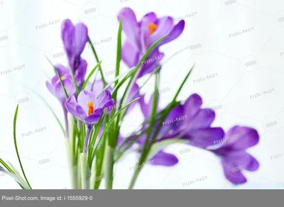 Оазис красоты: Удивительные цветы крокусы на фото