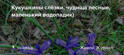 Фотка Цветы кукушкины слезы с потрясающей детализацией