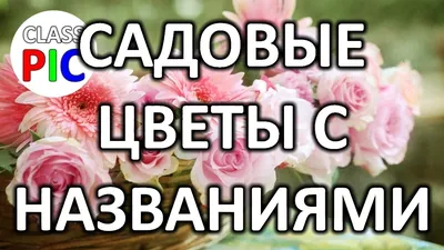 Картинка Цветы кукушкины слезы в великолепной графике